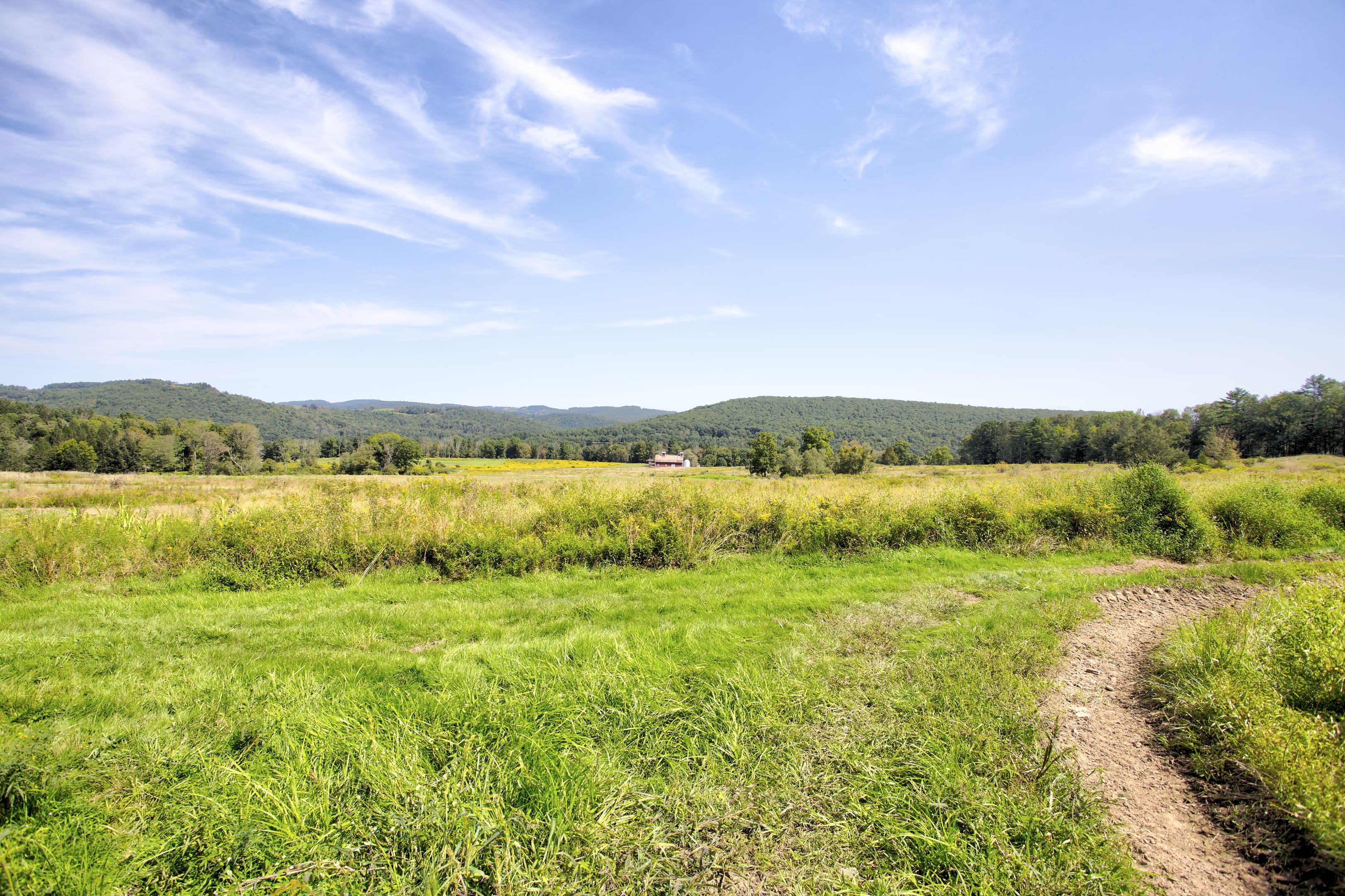 A field with grass and trees in the background.