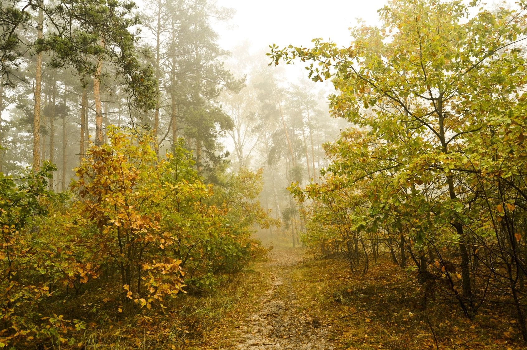 A trail in the woods with fog coming from it.